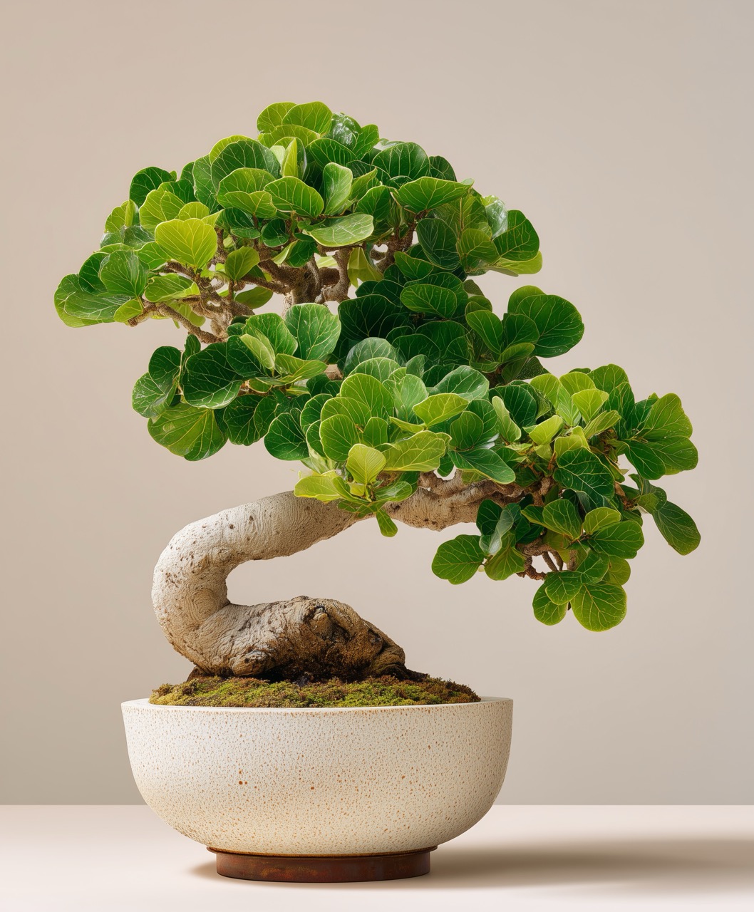 editorial_studio_photograph_of_a_lush_green_bonsai_tree_dense_430fb20e-39d0-4b0a-9056-bbc95cd6c7e4_0 - Grande